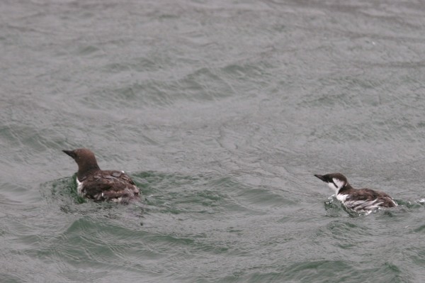 Common Murre with young