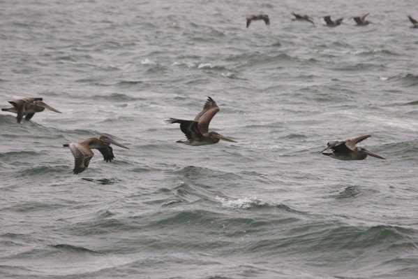 Brown Pelican