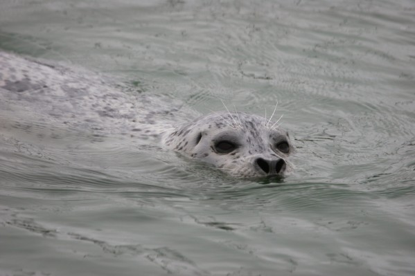 Harbor Seal
