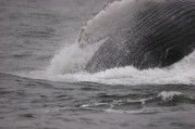 Humpback Whale