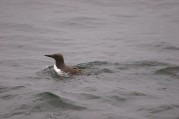 Common Murre
