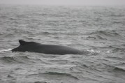 Humpback Whale