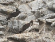 Brown Boobies