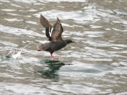 Pigeon Guillemot