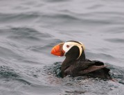Tufted Puffin