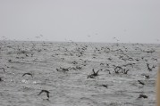 Sooty Shearwaters