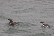 Common Murre with young