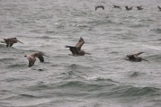 Brown Pelican