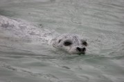 Harbor Seal