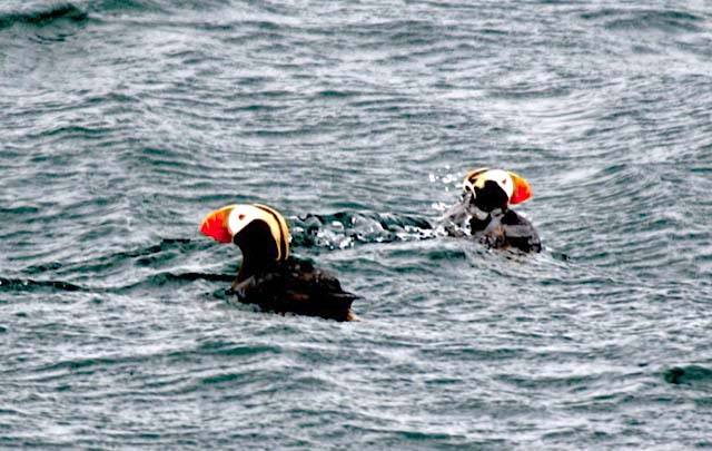 Tufted Puffins