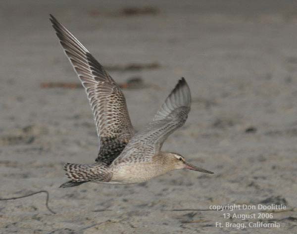 Bar-tailed Godwit