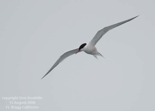 Common Tern