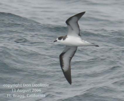 Dark-rumped Petrel