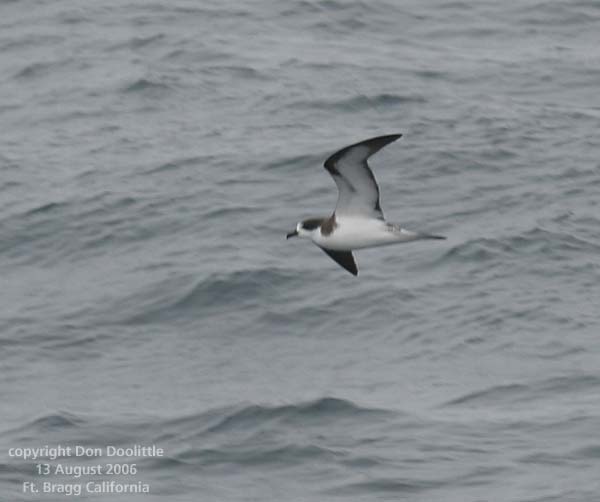 Dark-rumped Petrel