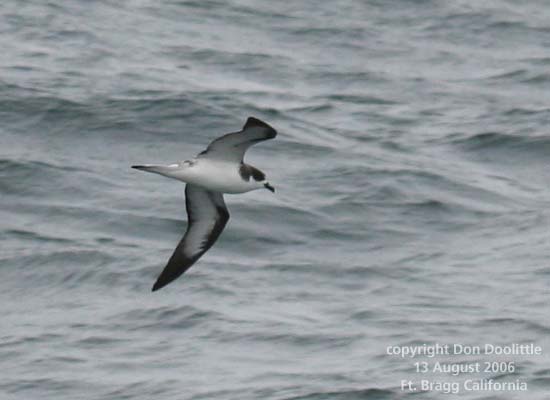 Dark-rumped Petrel