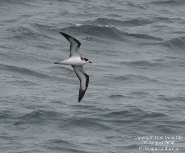 Dark-rumped Petrel