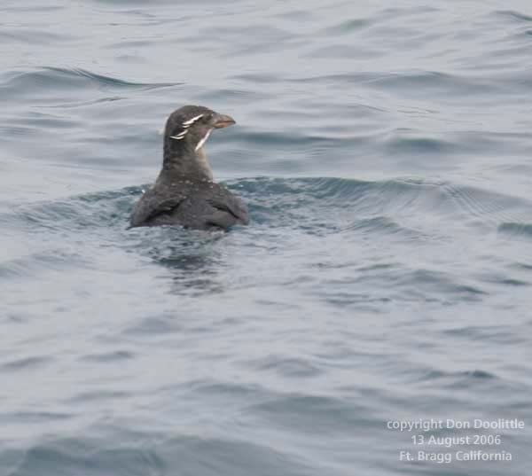 Rhinocerous Auklet