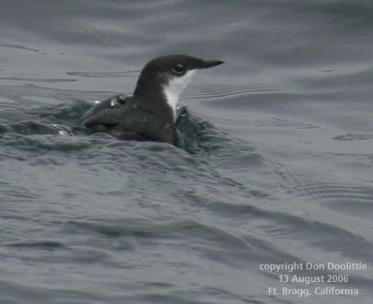 Xantus's Murrelet