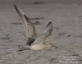 Bar-tailed Godwit