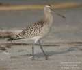 Bar-tailed Godwit