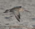 Bar-tailed Godwit