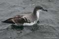 Buller's Shearwater