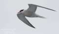 Common Tern