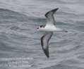 Dark-rumped Petrel