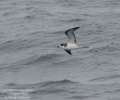 Dark-rumped Petrel