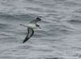 Dark-rumped Petrel