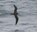 Dark-rumped Petrel