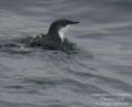 Xantus' Murrelet