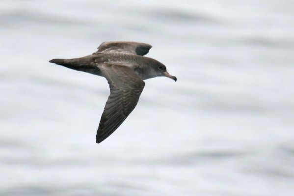 Pink-footed Shearwater