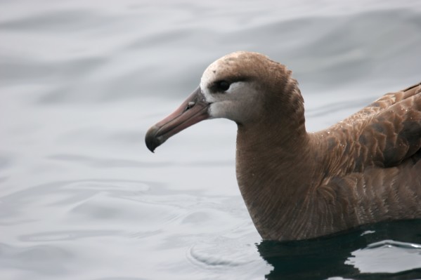 Black-footed Albatross