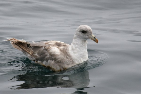 Northern Fulmar