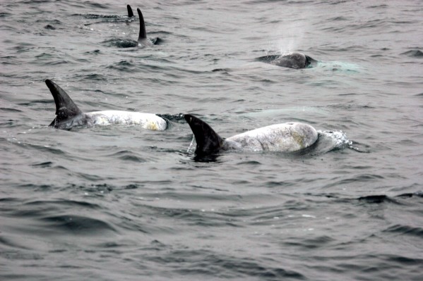 Risso's Dolphins