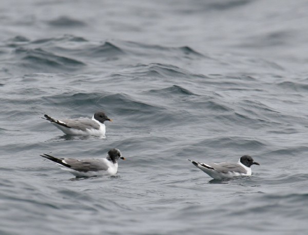 Sabine's Gulls