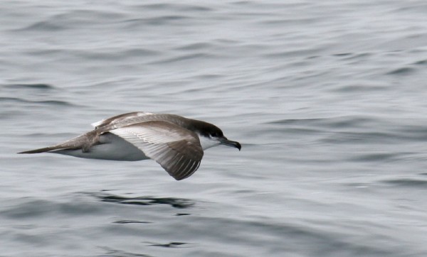 Buller's Shearwater