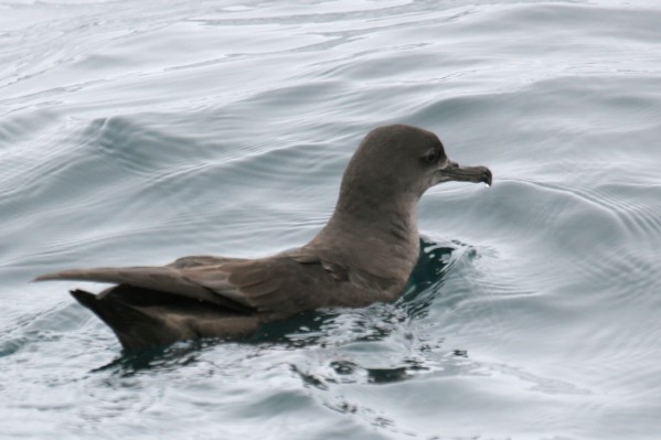 Sooty Shearwater