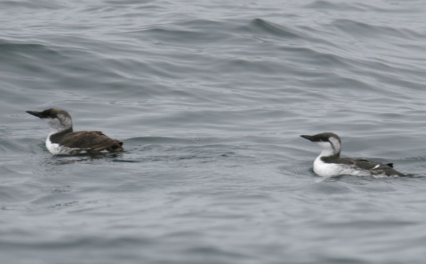 Common Murre