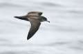 Pink-footed Shearwater