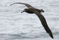 Black-footed Albatross