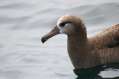 Black-footed Albatross