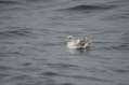 Northern Fulmar