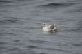 Northern Fulmar