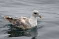 Northern Fulmar