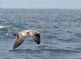 California Gull