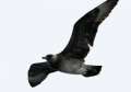Pomarine Jaeger