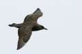 South Polar Skua