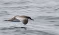 Buller's Shearwater